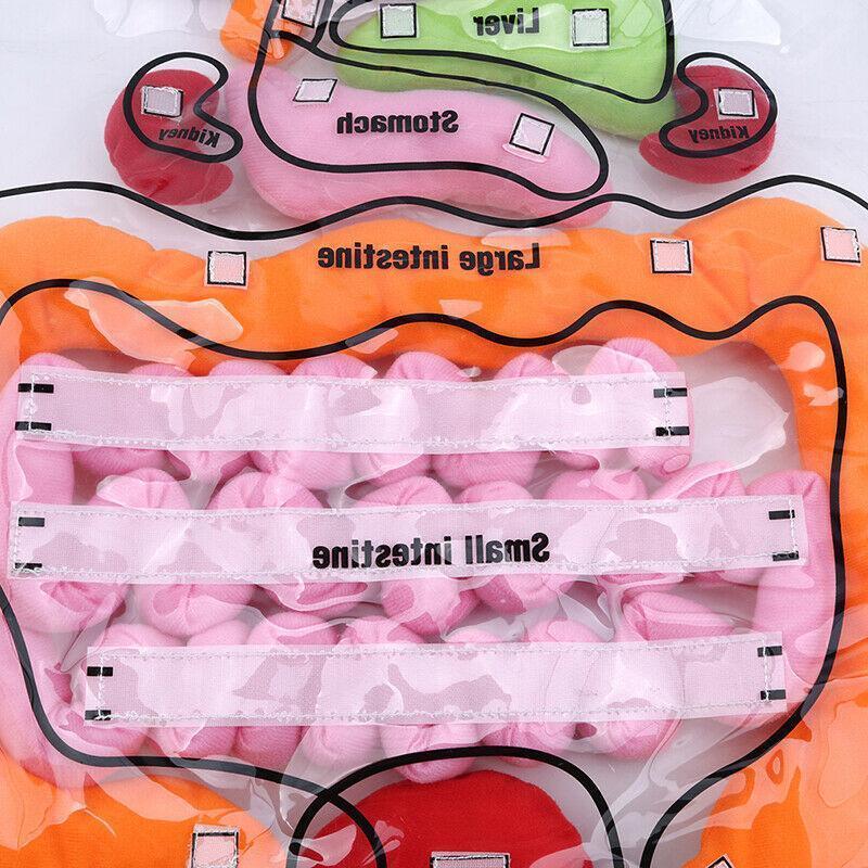 Body Anatomy Apron - An Educational Toy for Children