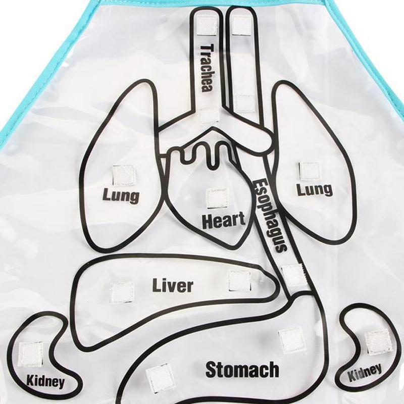 Body Anatomy Apron - An Educational Toy for Children